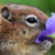 :iconwispychick0781: