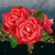 :iconwist-aria: