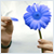 :iconwitchie-poo: