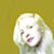 :iconwitedahlia: