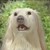 :iconwiterwings:
