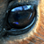 :iconwith-a-lily: