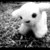 :iconwithak: