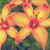 :iconwitheredlilies: