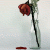 :iconwithering-roses: