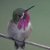 :iconwithinuwithoutu: