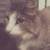 :iconwithoutasail: