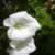 :iconwithywind: