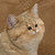 :iconwitsawat33: