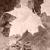:iconwlsko-lamook: