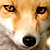:iconWMXCRunnerX09A:
