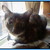 :iconwoflkat998805: