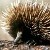 :iconwolf-boon: