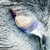 :iconwolf-creation: