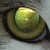 :iconwolf-eye92: