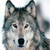 :iconwolf-fighter: