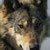 :iconwolf-hack: