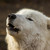 :iconwolf-inflames: