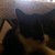 :iconwolf-kin109: