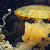 :iconwolf-luver-4-ever:
