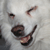 :iconwolf-nymph: