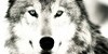 :iconwolf-ocs-forever: