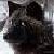 :iconwolf-of-solitude1170: