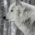 :iconwolf-of-the-new-moon: