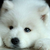 :iconwolf-of-the-snow: