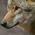 :iconwolf-pawprint: