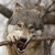 :iconwolf-rave123: