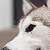 :iconwolf-rik: