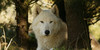 :iconwolf-tiger-lovers: