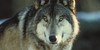 :iconwolf-together-arts: