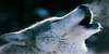 :iconwolf-warriorfanclub: