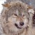 :iconwolf-within13: