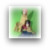 :iconwolf0808:
