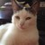 :iconwolf0869: