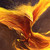 :iconwolf2244: