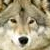 :iconwolf2plz: