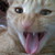 :iconwolf4evar: