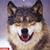 :iconwolf639: