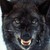 :iconwolf6666: