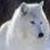:iconwolfangel113: