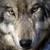 :iconwolfanimegirl89: