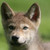 :iconwolfatheart667: