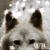 :iconwolfblood-fanclub: