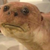:iconwolfboy97:
