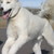 :iconwolfcat87: