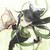 :iconwolfclub23: